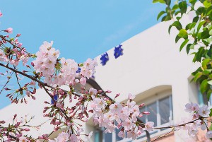 田中学園立命館慶祥小学校 合格 お母様インタビュー（杉野さんのケース）